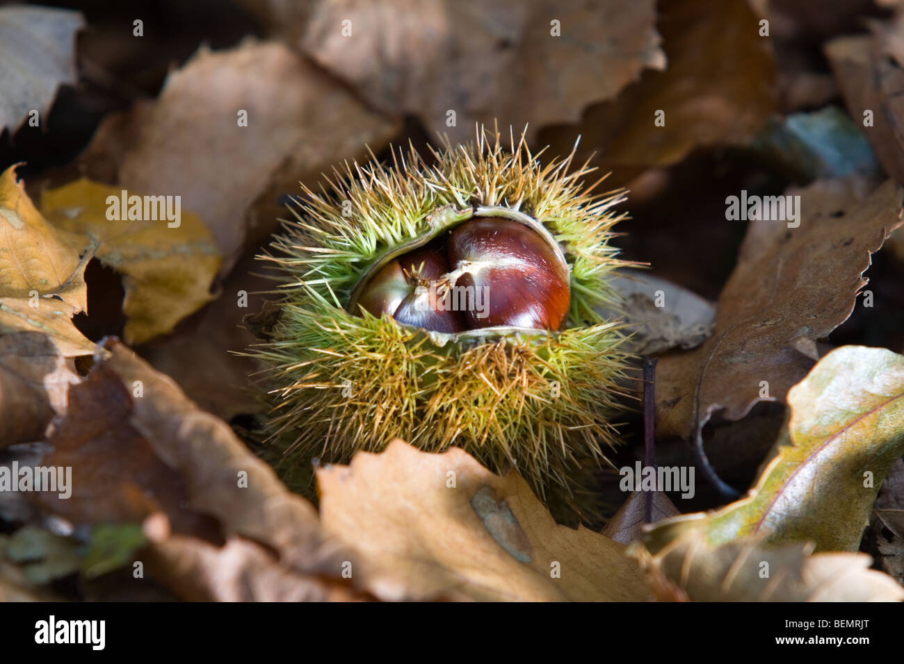 Herbst Kastanien in einem halbgeöffnet Zustand zeigt die Kastanien im Inneren. Stockfoto