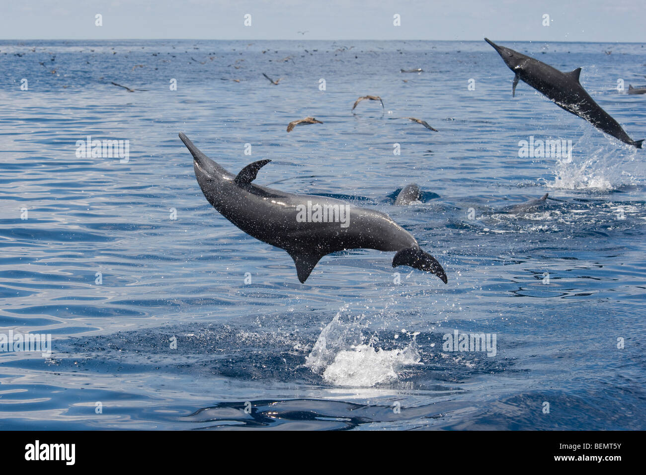 Zentralamerikanischen Spinner Delfin Stenella Longirostris Centroamericana. Costa Rica, Pazifischen Ozean. Stockfoto