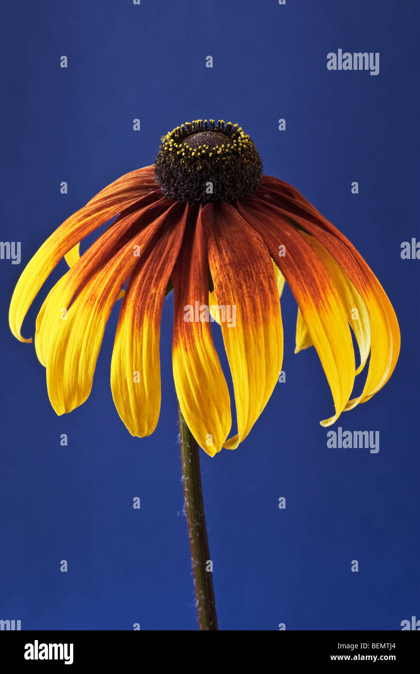 [Rudbeckia Gloriosa Daisy] Kegel Blume auf blauem Hintergrund Stockfoto