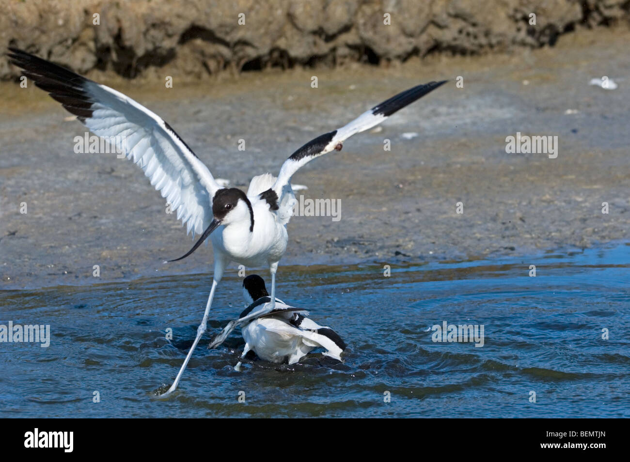 Zwei Pied Säbelschnäbler (Recurvirostra Avosetta) kämpfen, im flachen Wasser, Belgien Stockfoto