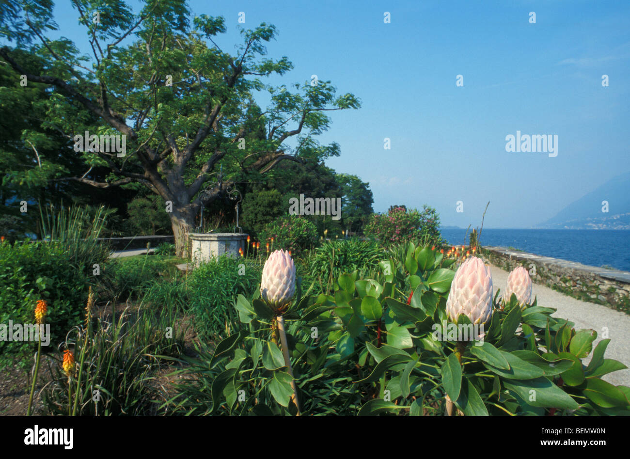 Botanischer Garten auf den Brissago Inseln, Lago Maggiore, Tessin, Schweiz Stockfoto