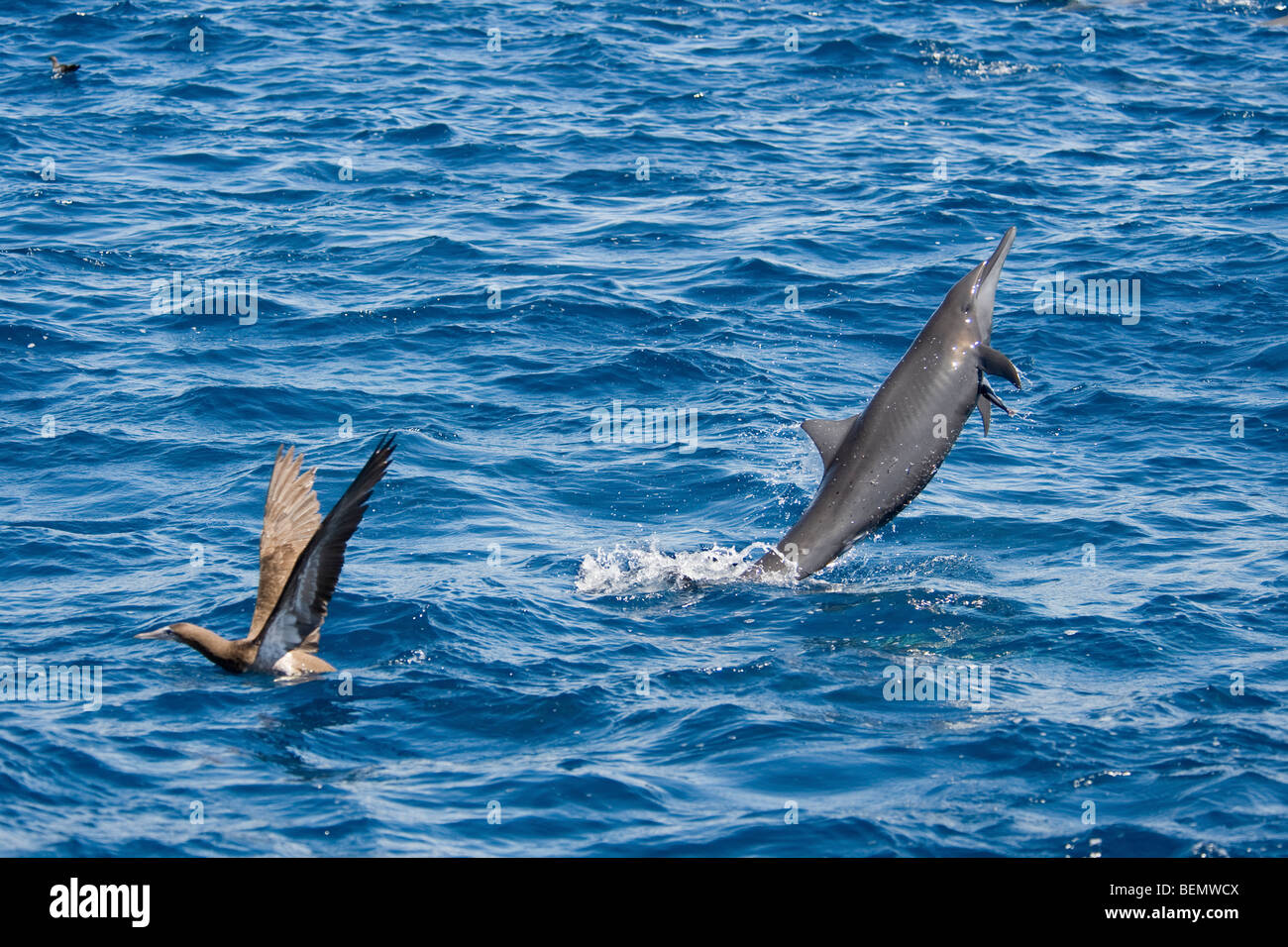 Zentralamerikanischen Spinner Delphin, Stenella Longirostris Centroamericana, Teil eines super Pod von mehr als 2.000 Personen. Stockfoto