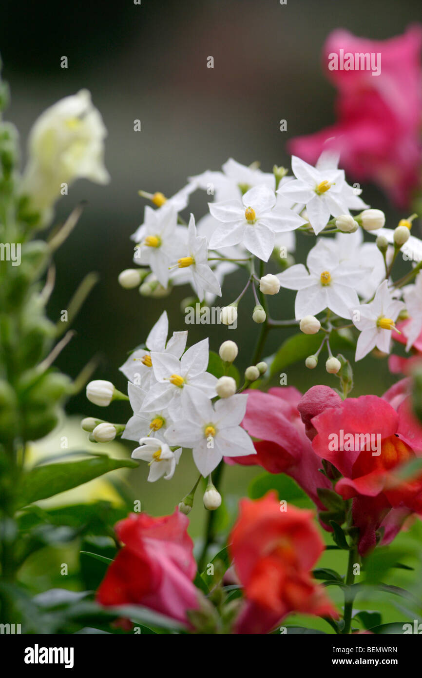 Kartoffel-Rebe (Solanum Jasminoides Album) Blumen, England, UK Stockfoto