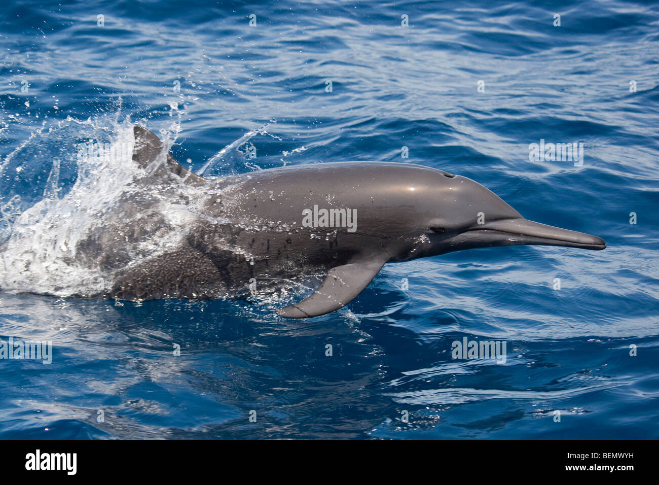 Zentralamerikanischen Spinner Delfin Stenella Longirostris Centroamericana. Costa Rica, Pazifischen Ozean. Stockfoto