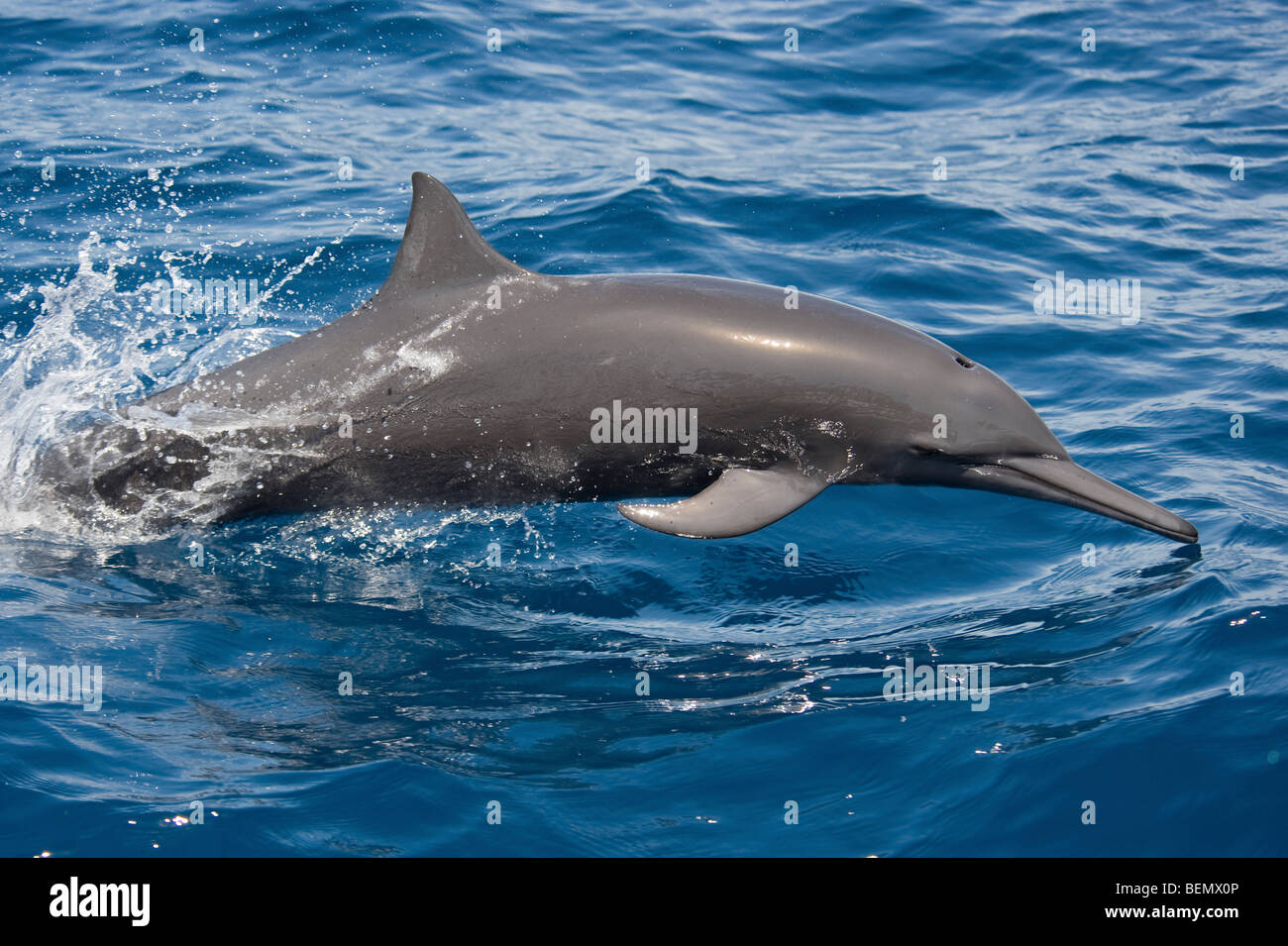 Zentralamerikanischen Spinner Delfin Stenella Longirostris Centroamericana. Costa Rica, Pazifischen Ozean. Stockfoto