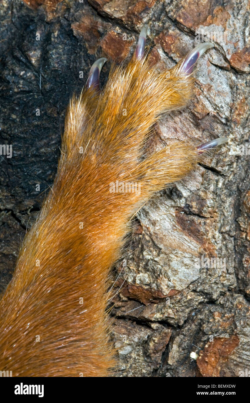 Nahaufnahme von Pfoten und Krallen der roten Eichhörnchen (Sciurus Vulgaris), Belgien Stockfoto