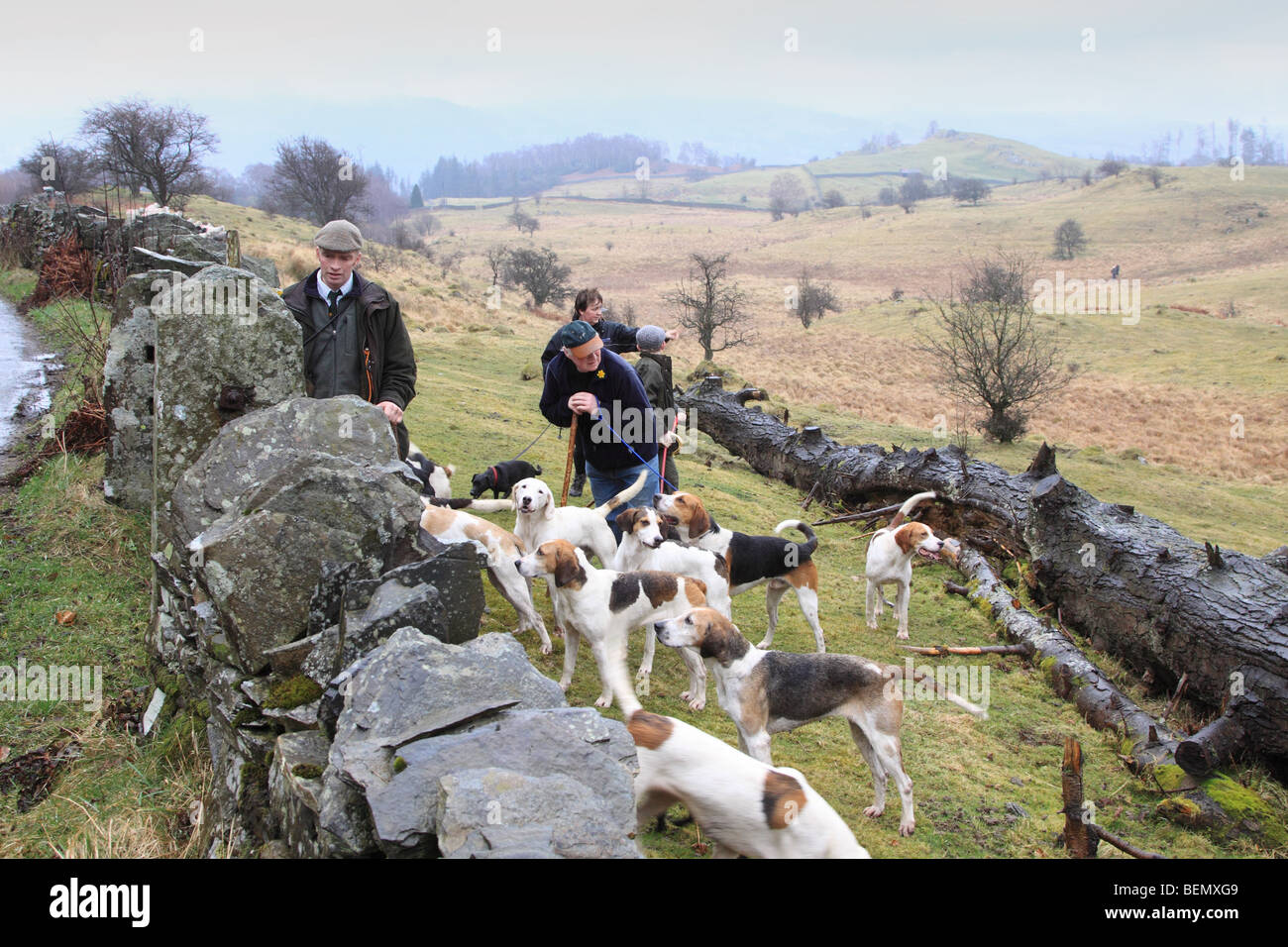 Jagd Beagles, Nationalpark Lake District, Cumbria, England UK Stockfoto
