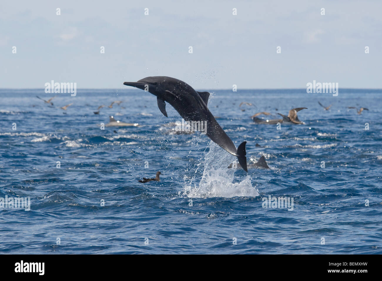 Zentralamerikanischen Spinner Delphin, Stenella Longirostris Centroamericana, Teil eines super Pod von mehr als 2.000 Personen. Stockfoto