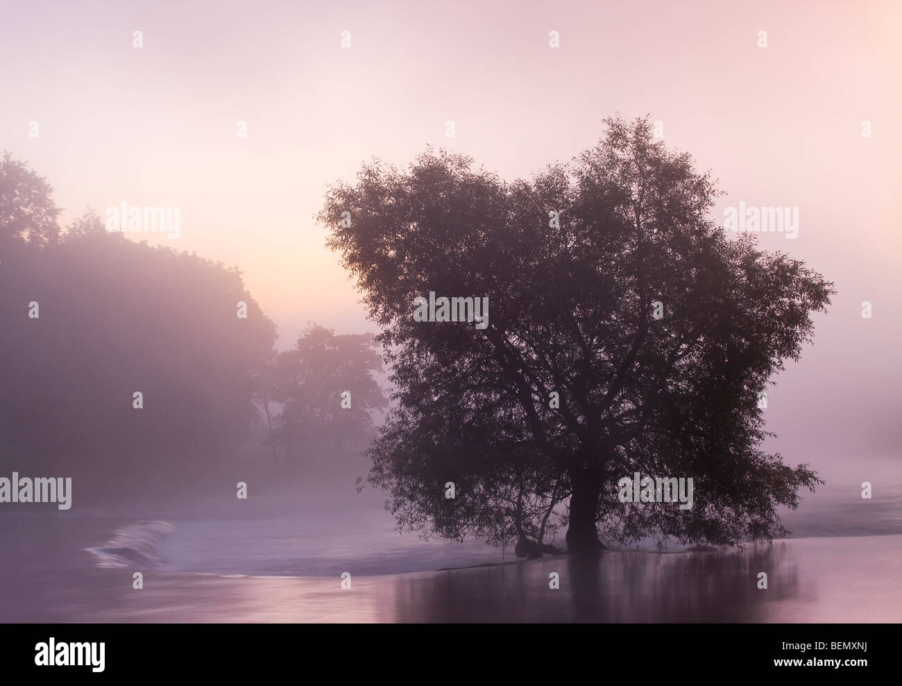Ein Baum im Bild unter dem Nebel am frühen Morgen des Flusses Boyne - County Meath, Irland Stockfoto