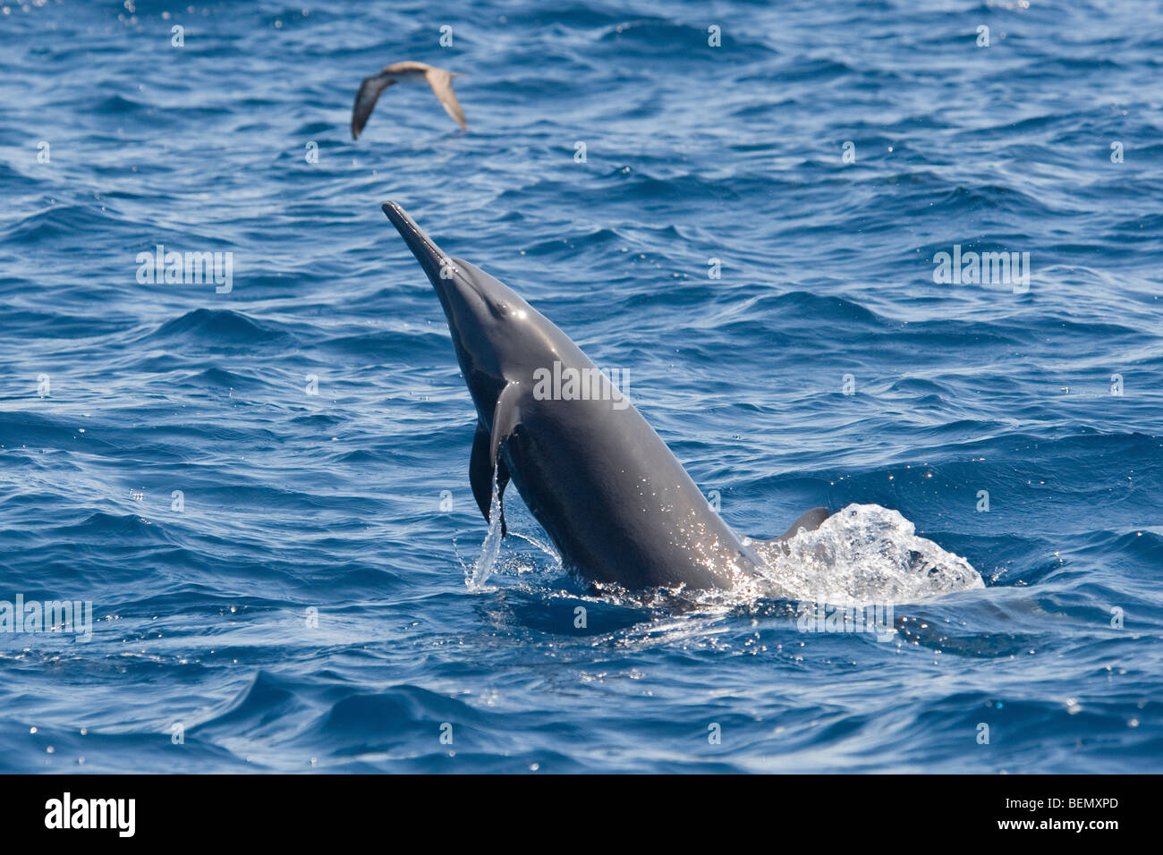 Zentralamerikanischen Spinner Delphin, Stenella Longirostris Centroamericana, Costa Rica, Pazifischen Ozean. Stockfoto