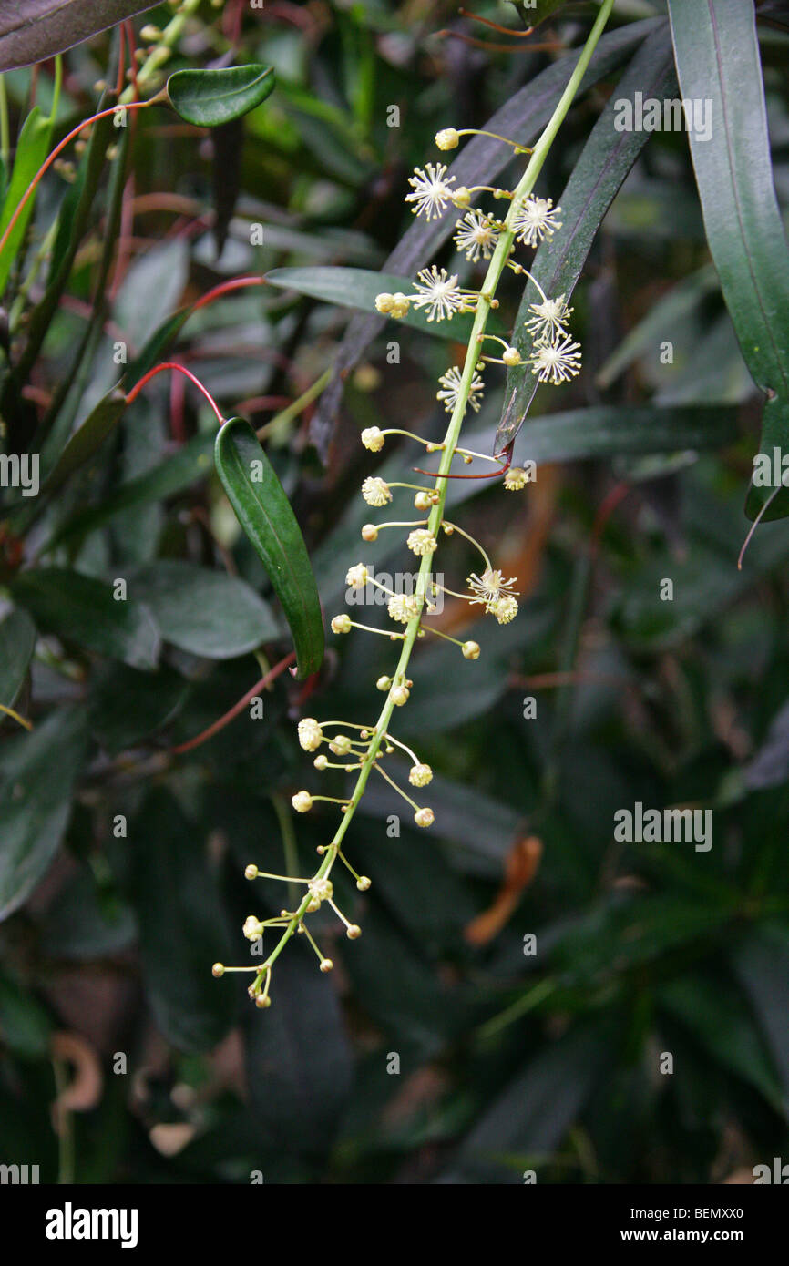 Kroton oder Garten Croton, Codiaeum Variegatum var. Pictum "Golden Bell", Euphorbiaceae. Männlicher Blütenstand. Stockfoto