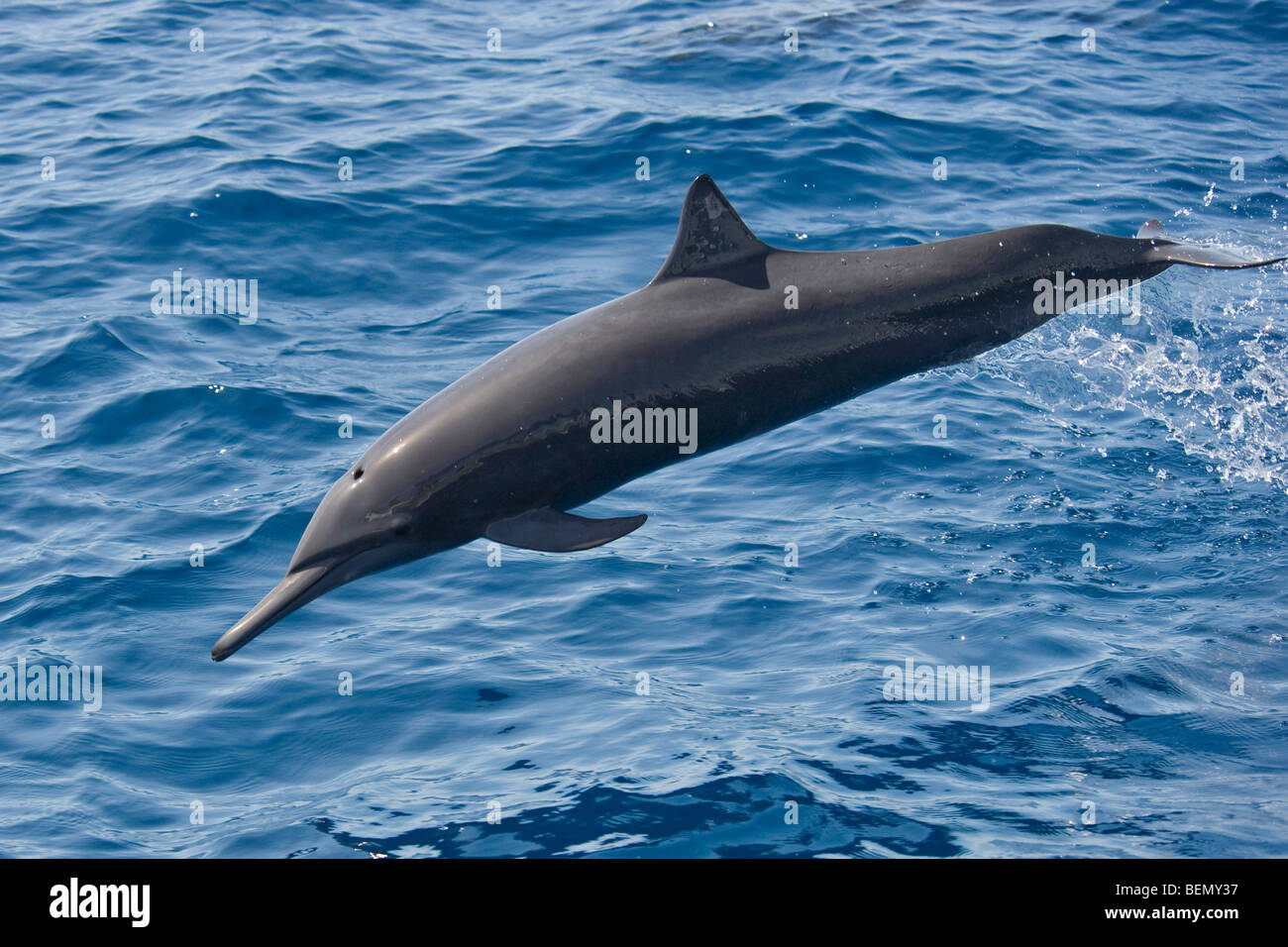 Zentralamerikanischen Spinner Delphin, Stenella Longirostris Centroamericana, Costa Rica, Pazifischen Ozean. Stockfoto