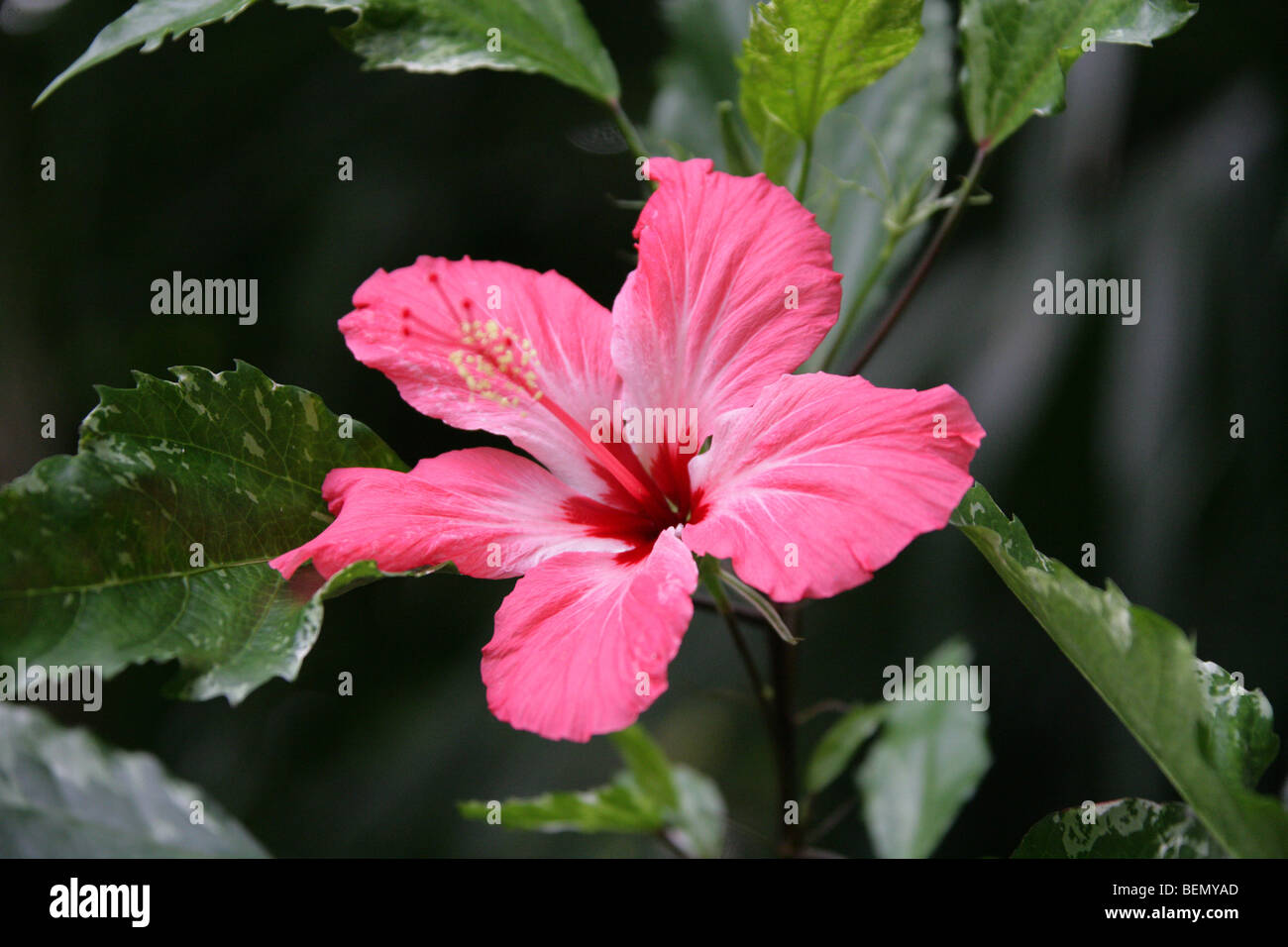 Chinesische Hibiskus, chinesische Rose oder Schuhblume, Hibiscus rosa-sinensis 'Cooperi', Malvaceae, Ostasien Stockfoto