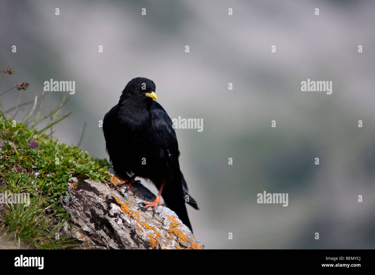 Alpendohle (Pyrrhocorax Graculus) Alpine Alpenkrähe Nebelhorn-Bayern-Deutschland Stockfoto