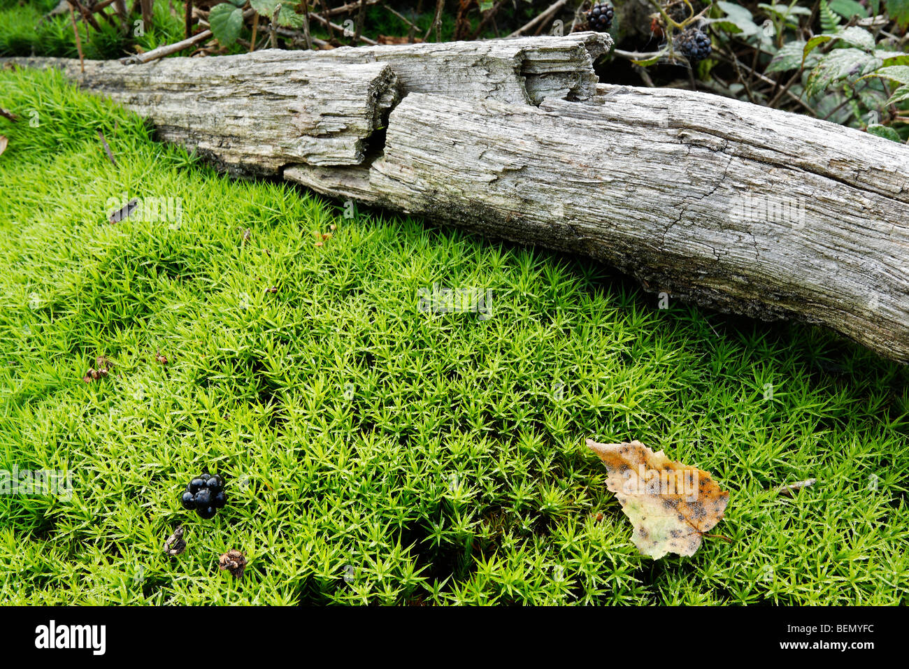 Baum-Stamm und gemeinsame Haircap Moss / gemeinsame Haar Moos / oder großer Goldilocks (Polytrichum Commune) im Moor Stockfoto