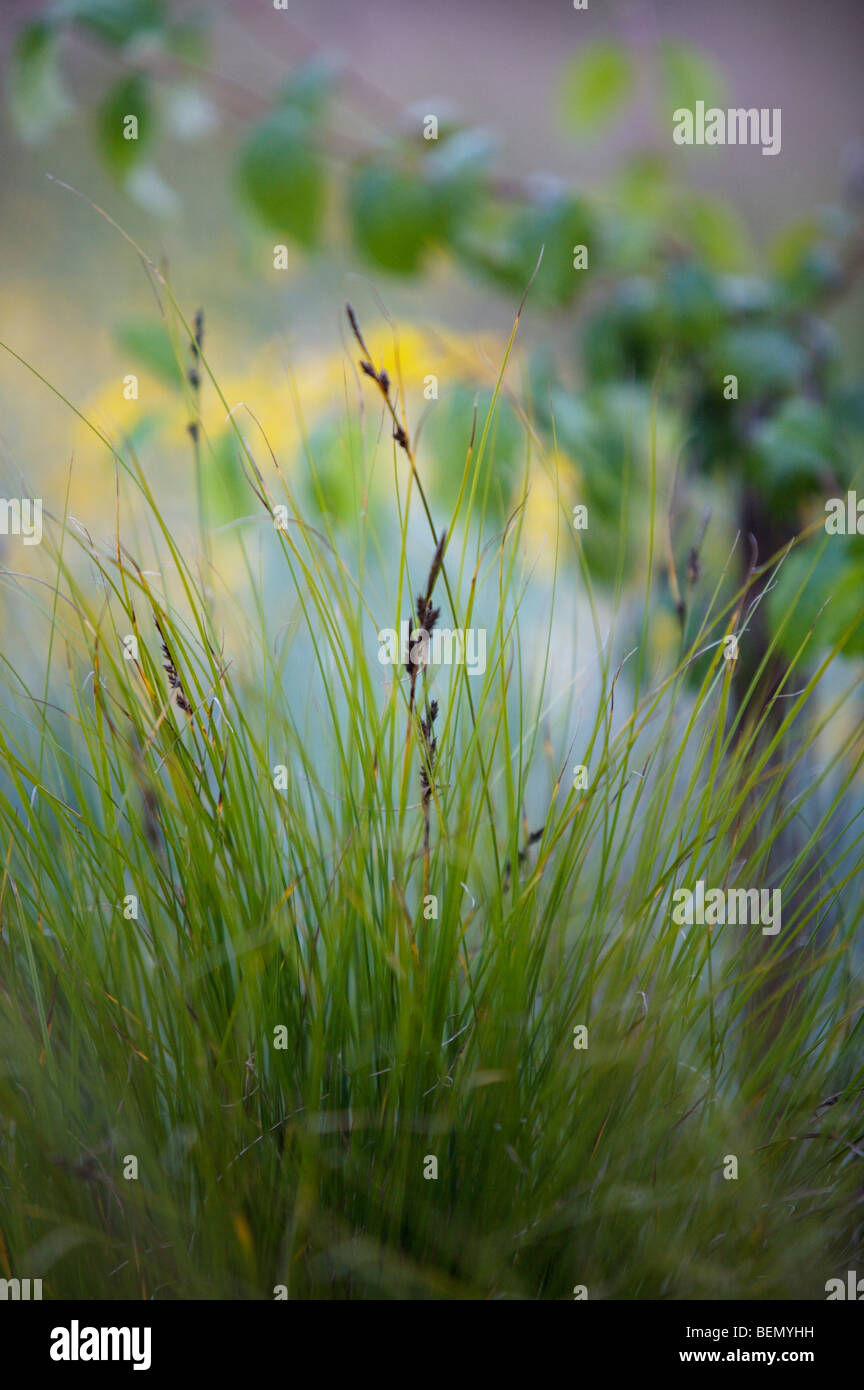 UVIC, Garry Oak Wiese Restoration Project, Long-stoloned Segge (Carex Inops) Stockfoto