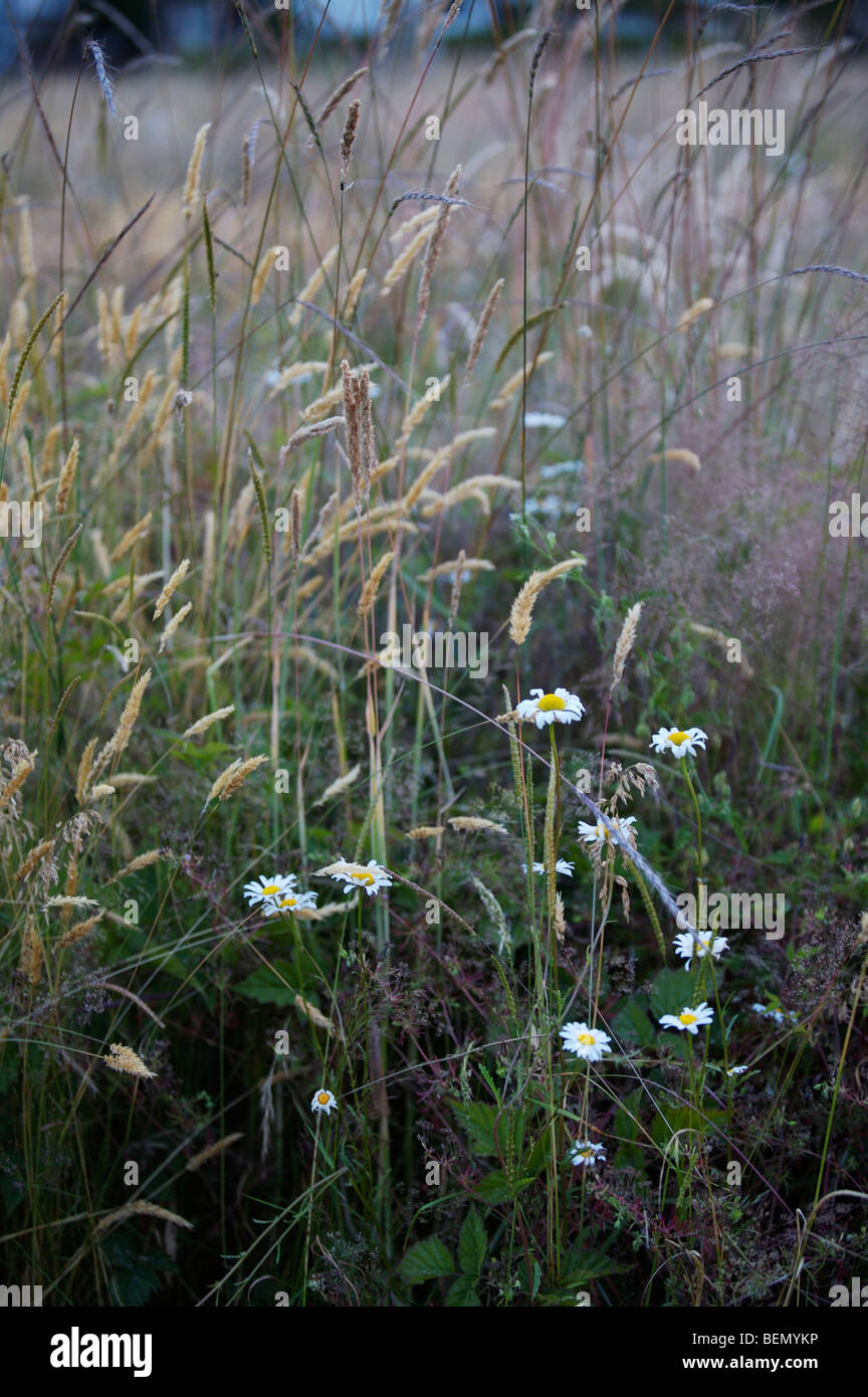 UVIC, Garry Eiche Wiese Restoration Project Stockfoto