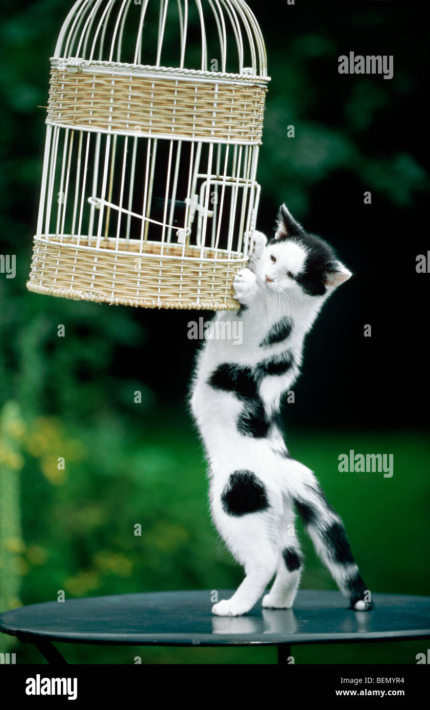 Freche Hauskatze (Felis Catus) versucht, Vogelkäfig Stockfoto