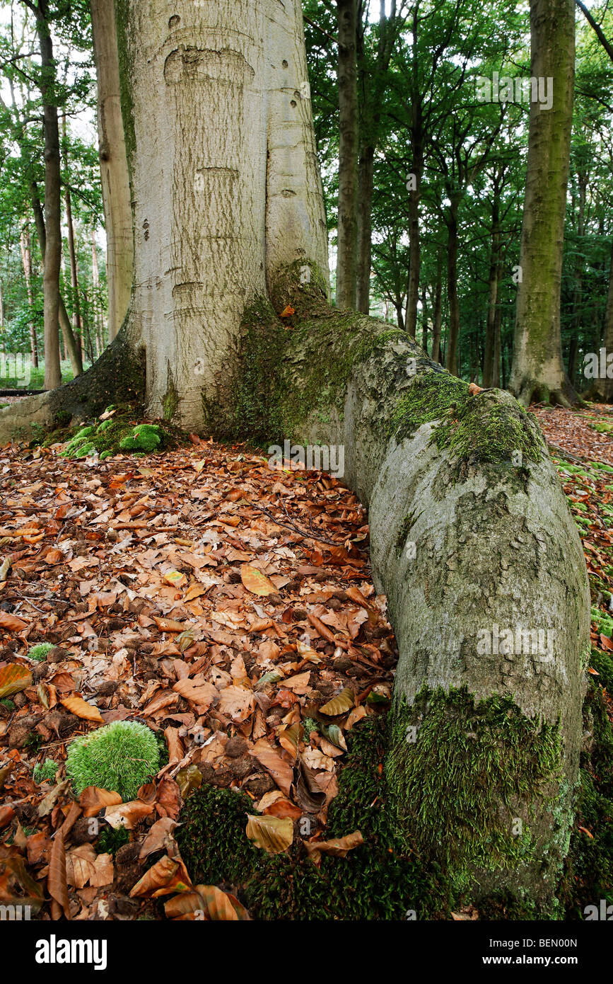 Baum-Stamm der Buche (Fagus Sylvatica), Belgien Stockfoto