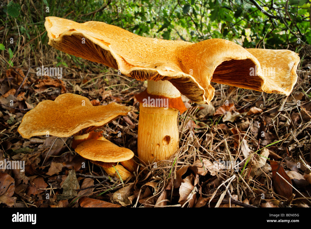 Turnhalle Lachen / Lachen Jim / spektakuläre Rustgill (Gymnopilus Spectabilis / Gymnopilus Junonius / Agaricus Aureus) Stockfoto