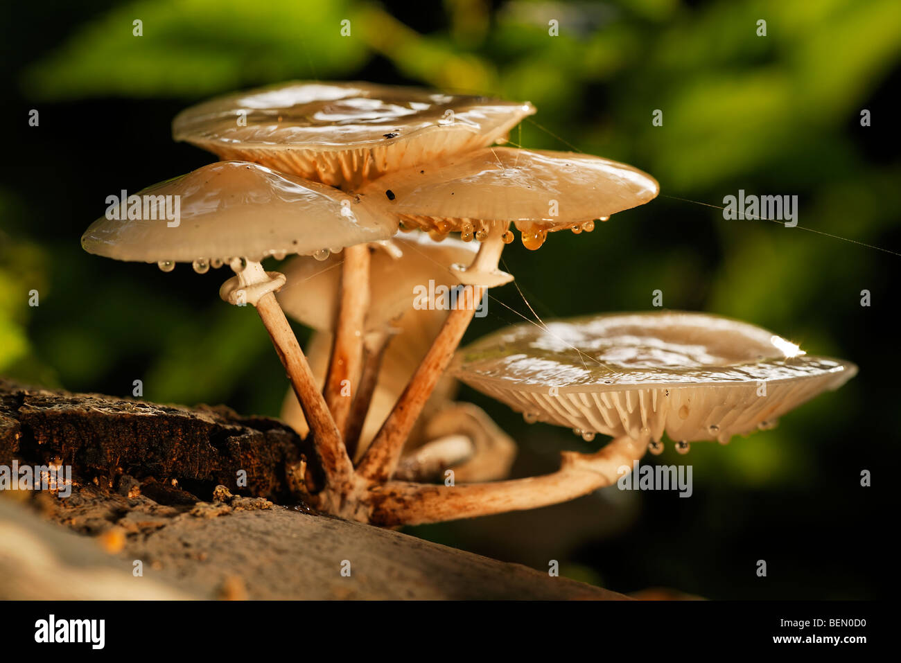 Porzellan-Pilz (Oudemansiella Mucida) Stockfoto