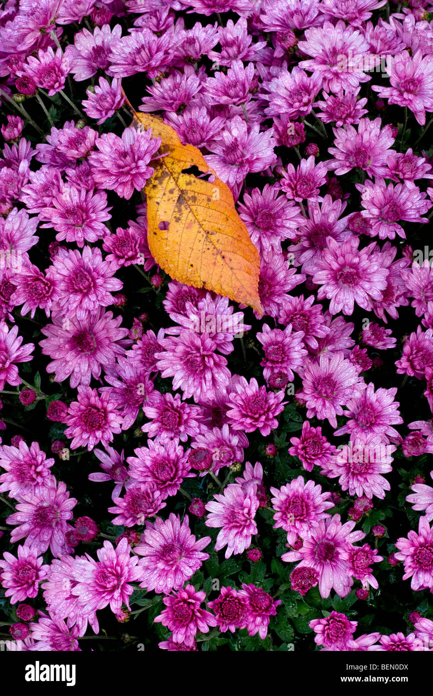 Herbst Blatt unter Chrysanthemen (Chrysanthemum SP.) am Kirchhof Stockfoto