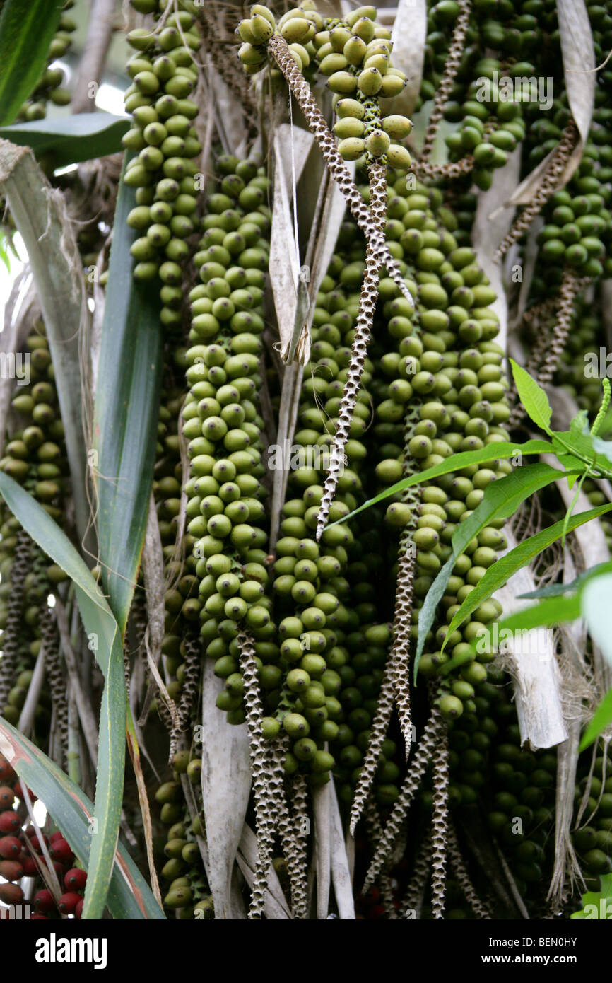 Kentia oder Stroh Palme Howea Forsteriana, Palmsonntag, Lord-Howe-Insel, New-South.Wales, Australien. Stockfoto