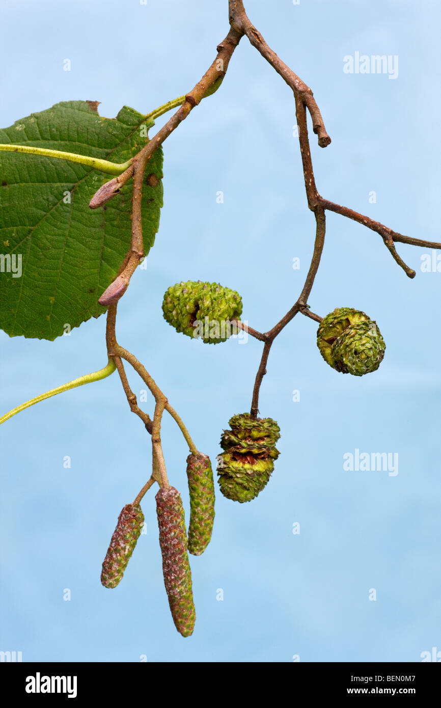Erle blätter -Fotos und -Bildmaterial in hoher Auflösung – Alamy