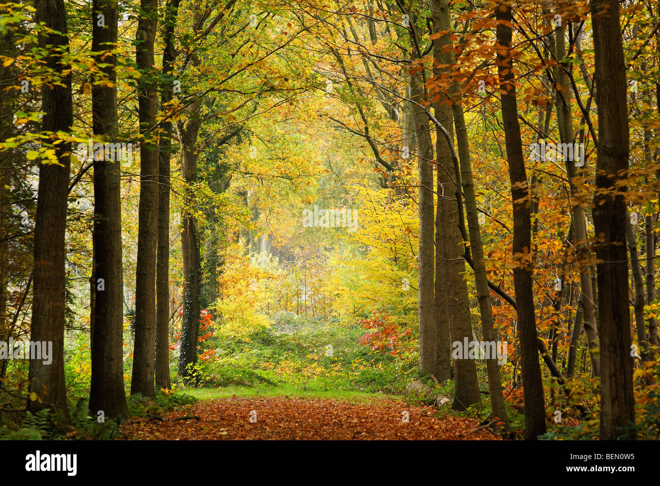 Wald in Herbstfarben, Belgien Stockfoto