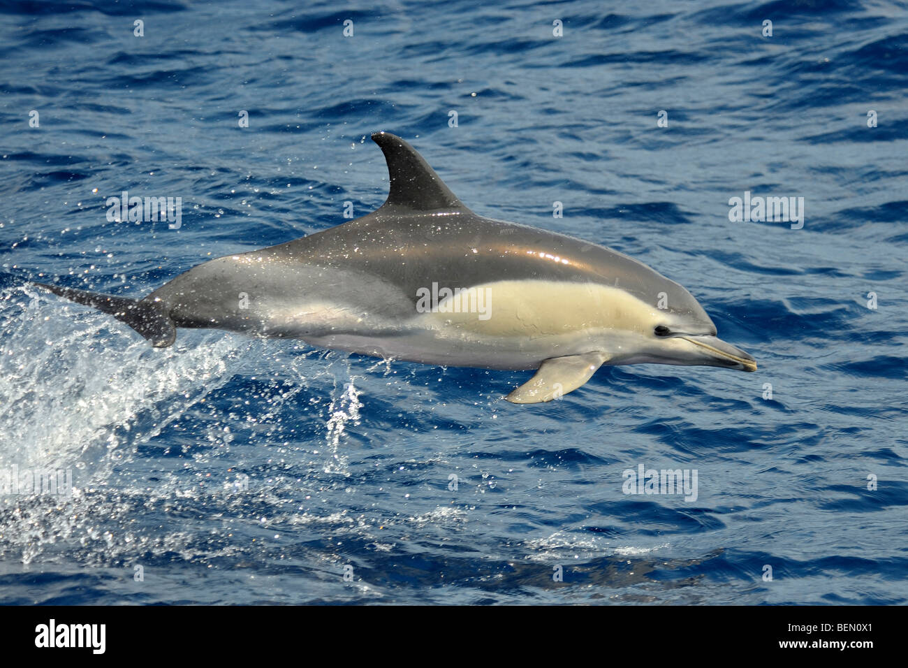 Kurzer Schnabel Gemeinen Delphin, Delphinus Delphis. Azoren, Atlantik. Stockfoto