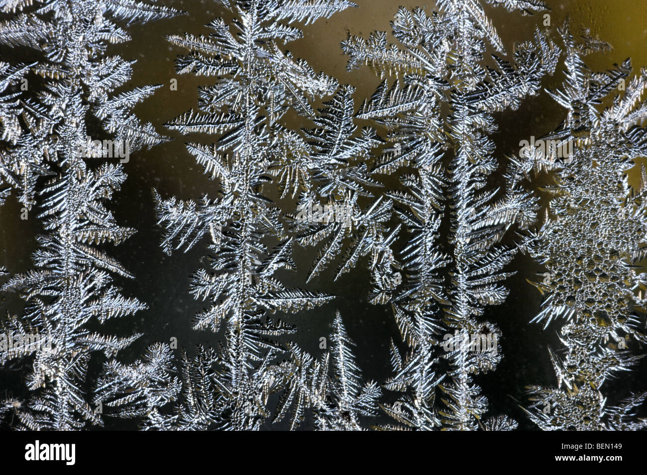 Eiskristalle / frost Blüten bilden auf gefrorenen Fensterscheibe während der Raureif im kalten winter Stockfoto