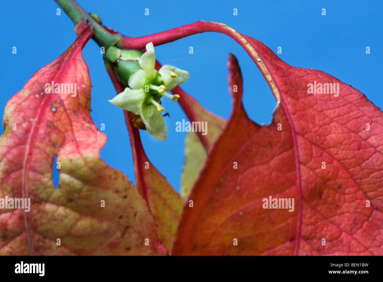 Europäische Spindel Baum in Blüte (Euonymus Europaeus) Stockfoto