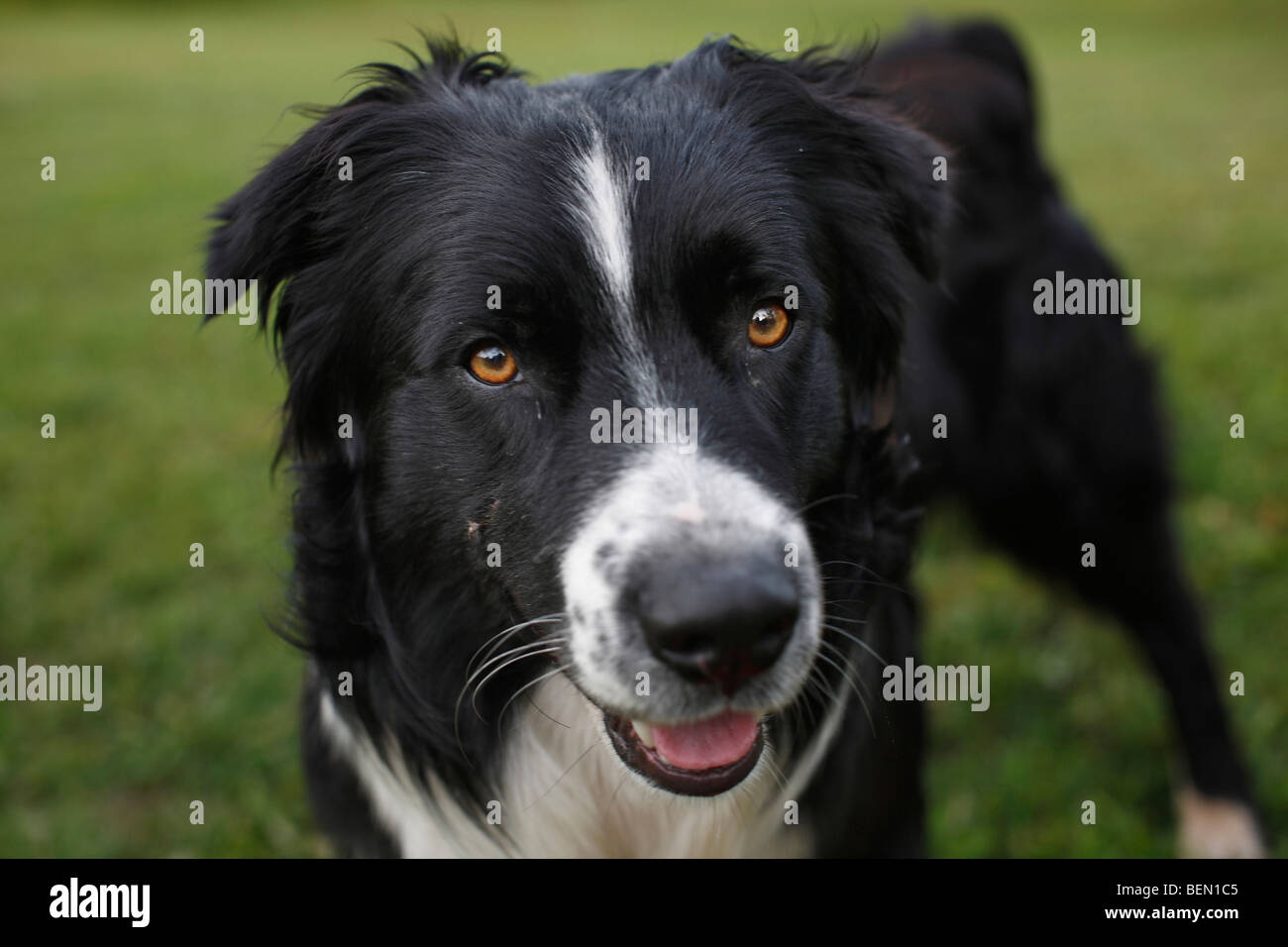 Australian Shepherd Dog schwarz außen Sommer weiß Stockfoto