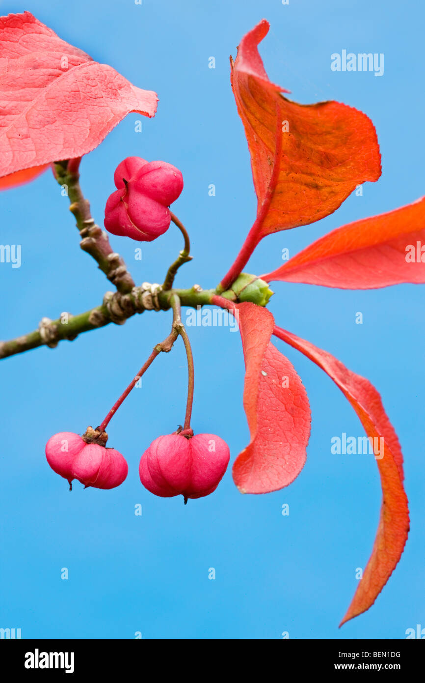 Europäische Spindel Baum in Blüte (Euonymus Europaeus) Stockfoto