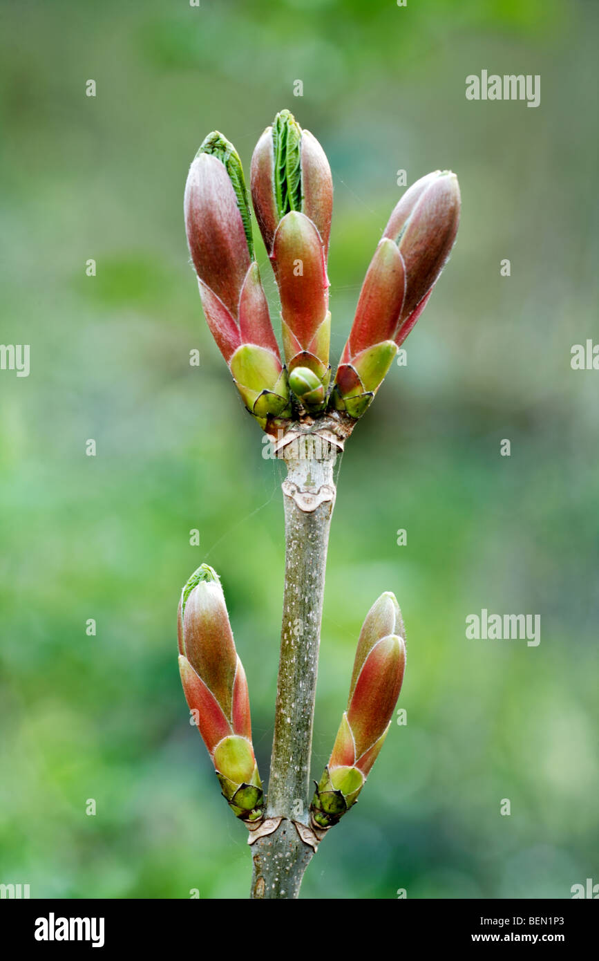 Nahaufnahme von Knospen aus Ahorn (Acers SP.) im Frühjahr Stockfoto