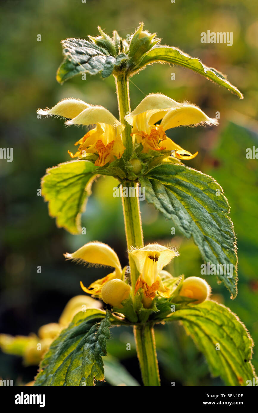 Gelbe Erzengel (Lamium Galeobdolon) in Blüte im Frühjahr Stockfoto