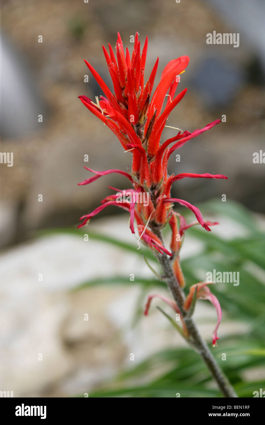 Pitcairnea Sodiroi, Bromeliaceae, Ecuador, Südamerika. Bedrohte Arten durch den Verlust von Lebensraum. Stockfoto