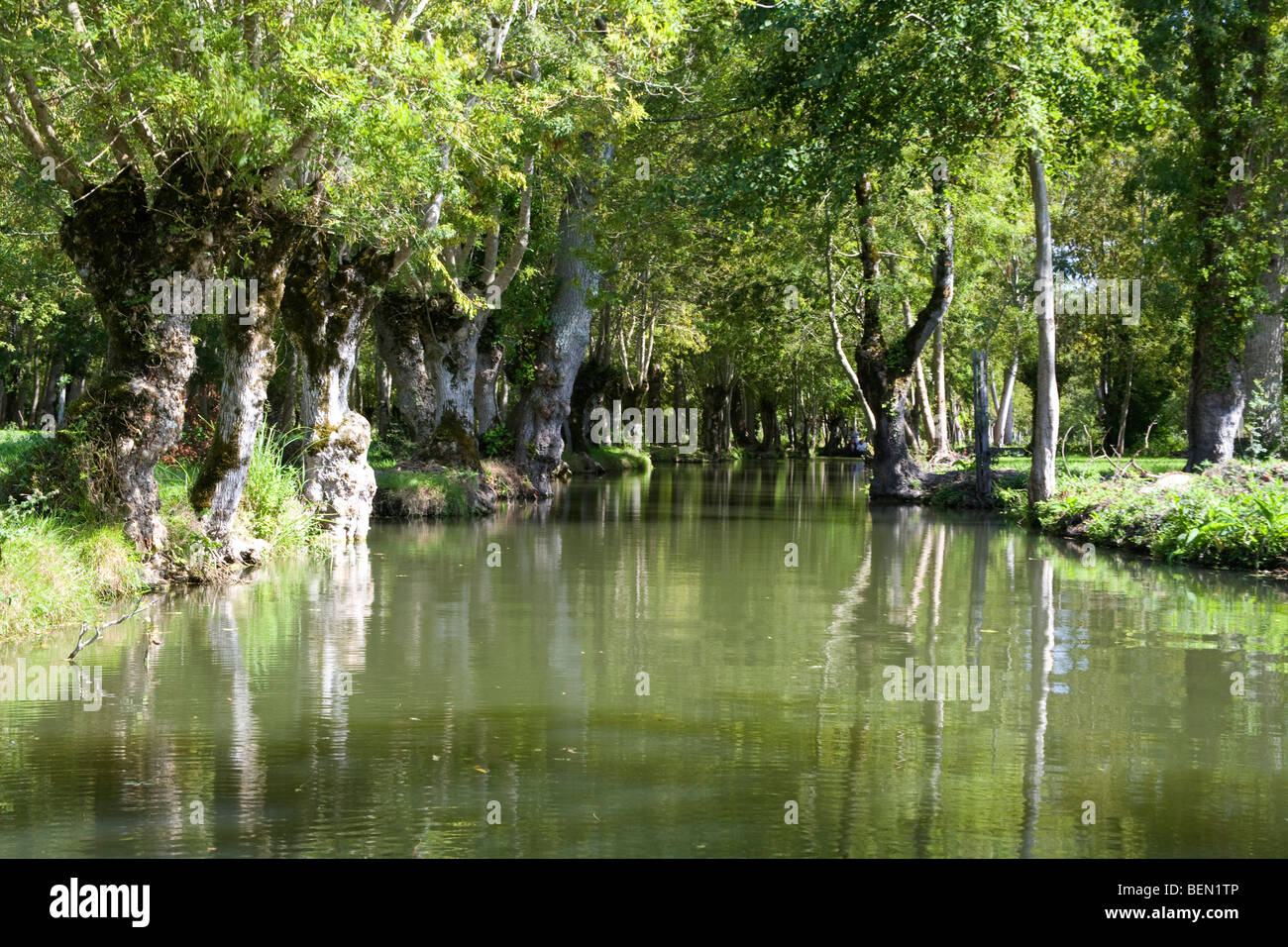 Bäume und Reflexion in das Marais Poitevin (Marsh von Poitou) Frankreich August 2009 Stockfoto