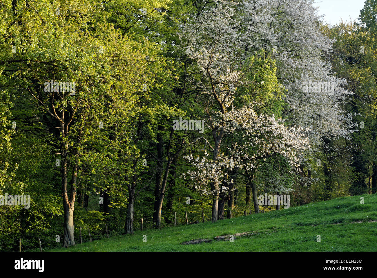 Europäischen Vogel-Kirsche (Prunus Padus) in Blüte, Belgien Stockfoto