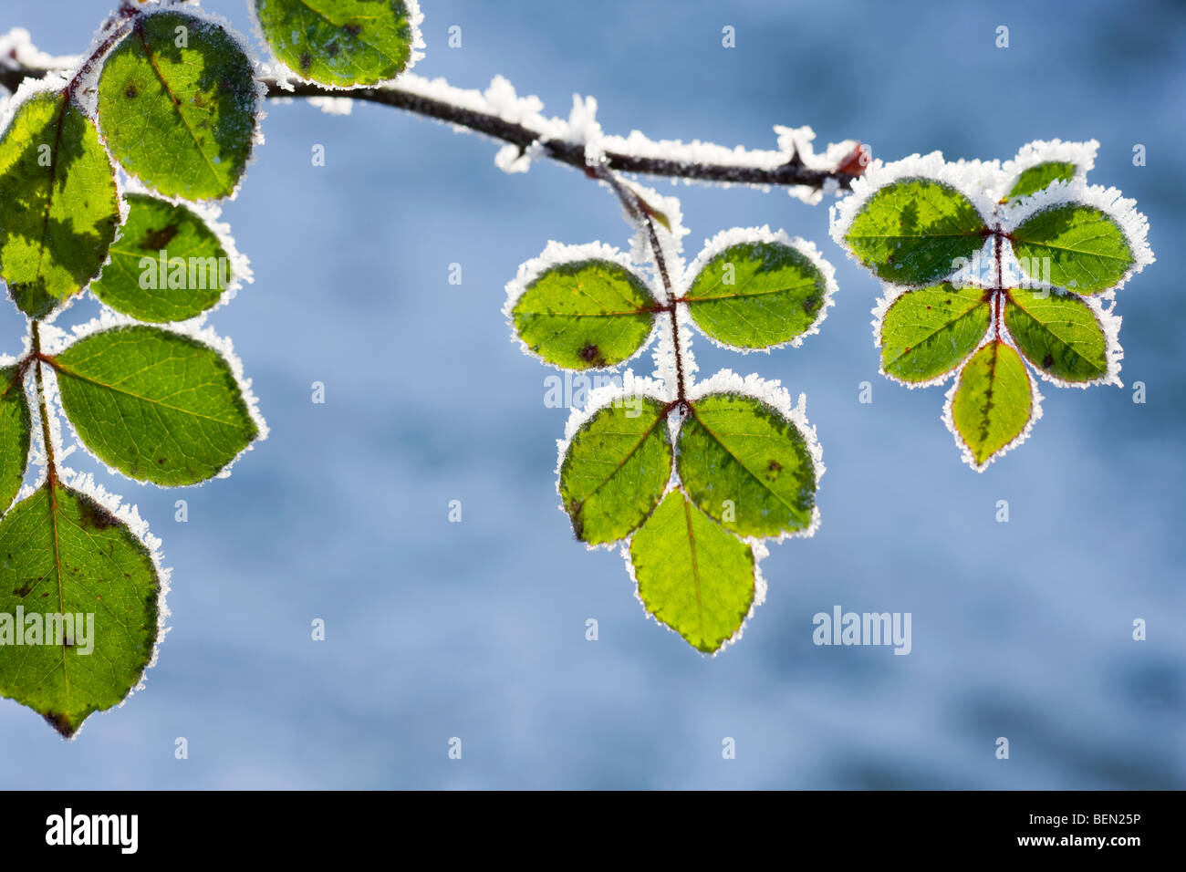Blätter der Rosenbusch (Rosa SP.) in Raureif bedeckt, im Winter, Belgien Stockfoto