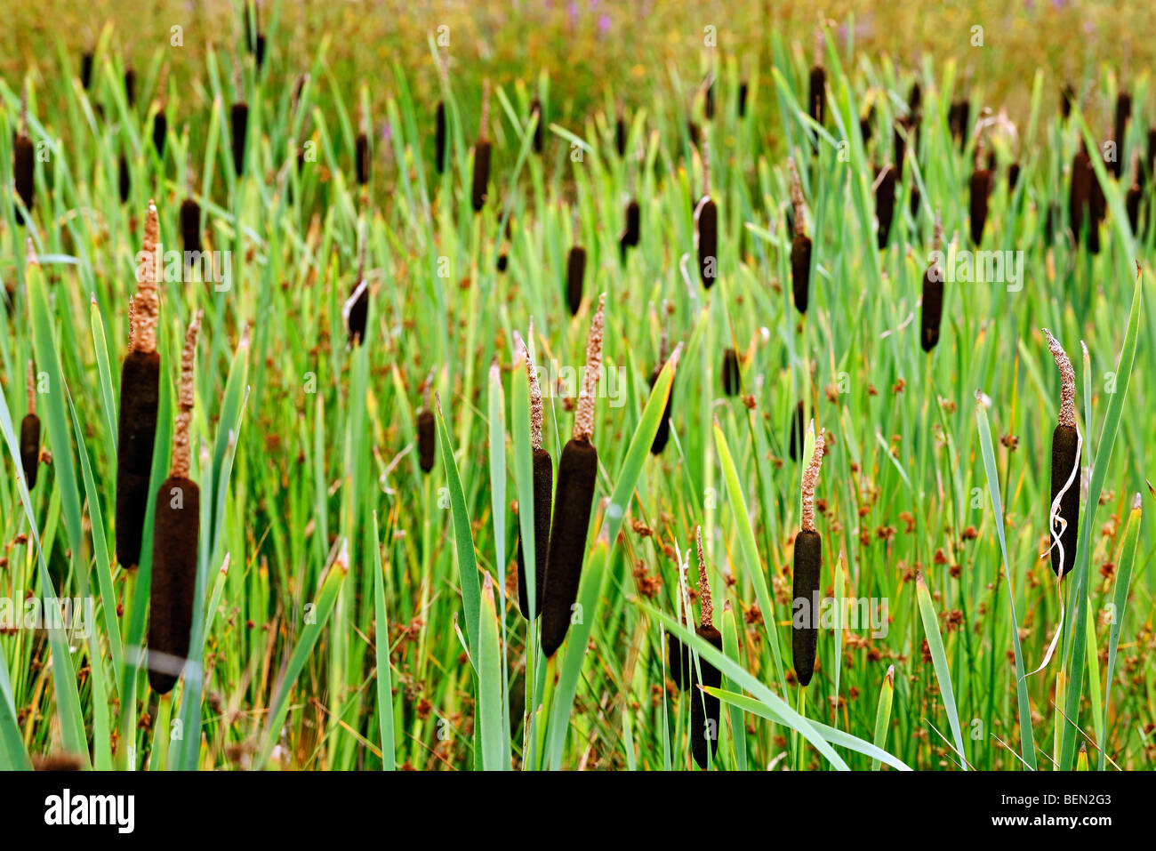 Größere Binsen / Reedmace Seedhead / breitblättrigen Rohrkolben (Typha Latifolia) am Rand des Sees Stockfoto