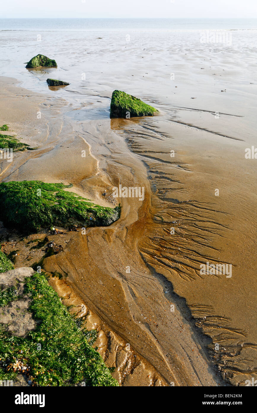 Strand mit Algen wachsen auf Felsen, Nordsee, Belgien Stockfoto
