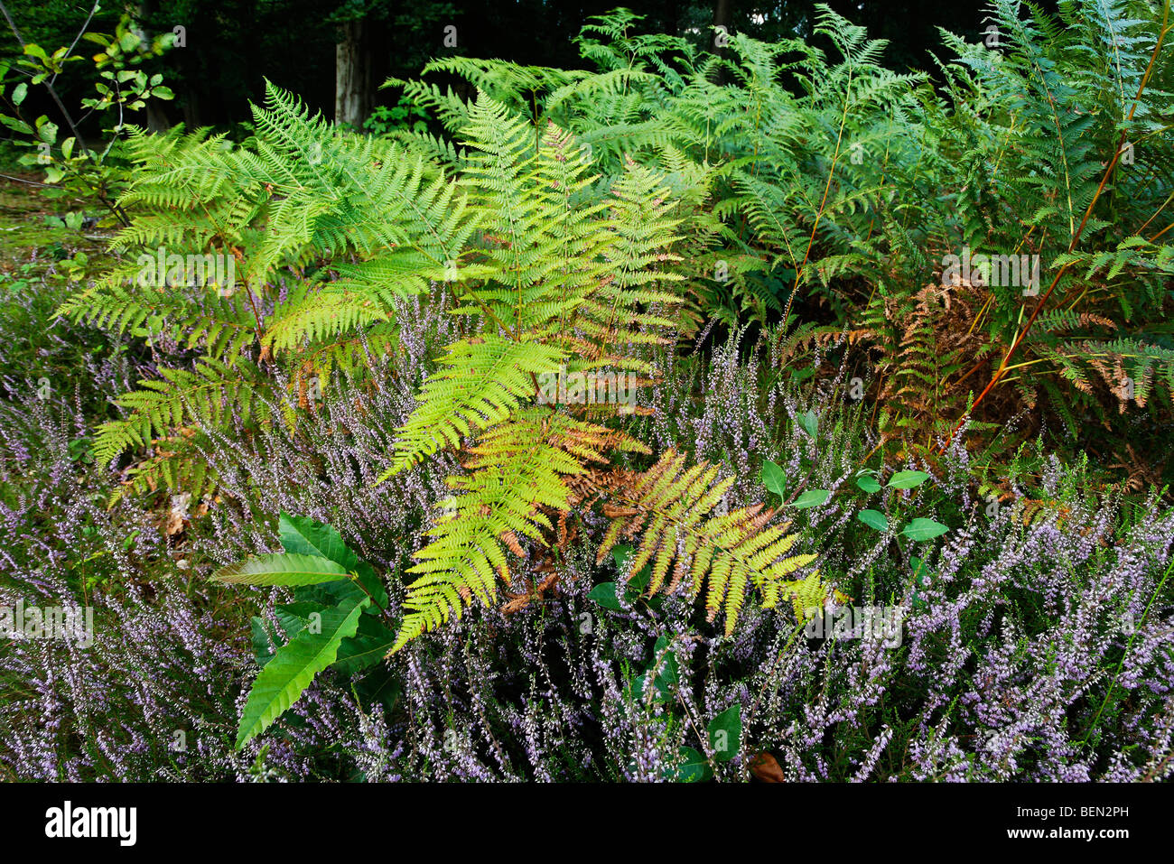 Wurmfarn (Dryopteris Filix-Mas) in Heide (Calluna Vulgaris) Stockfoto