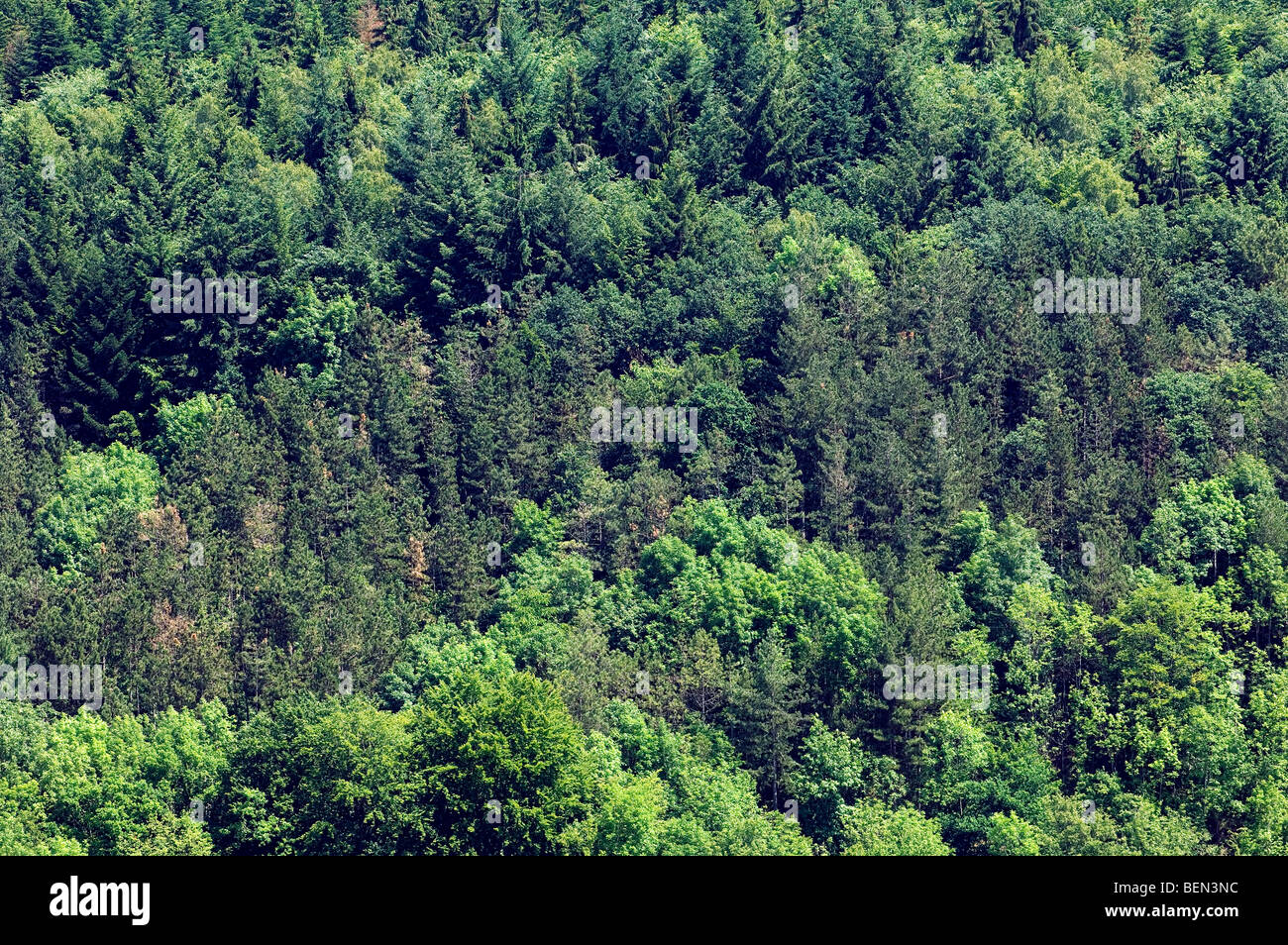 Laub- und Nadelbäume Mischwald in den belgischen Ardennen, Belgien Stockfoto