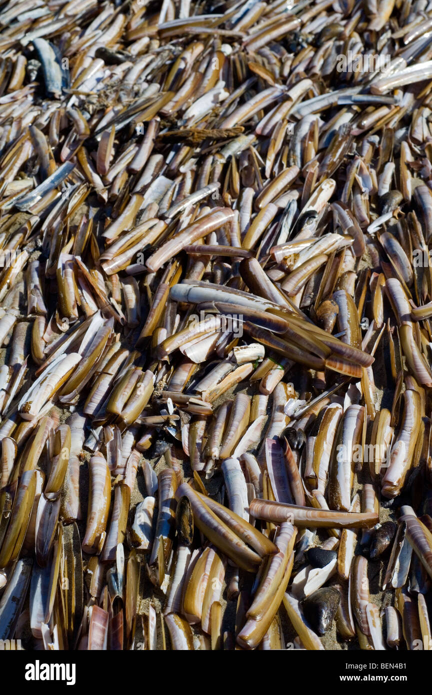 Atlantische Klappmesser / American Klappmesser (Ensis Directus / Ensis Americanus) am Strand entlang der Nordsee, Belgien Stockfoto