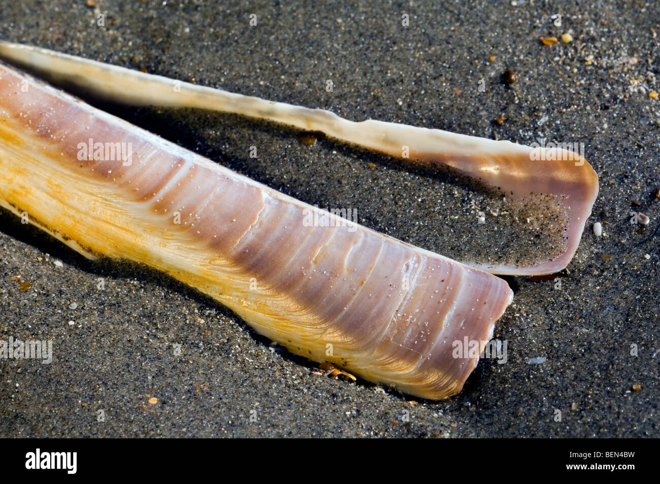 Atlantische Klappmesser / Bambus clam / American Klappmesser Clam / Razor clam (Ensis Directus) am Strand, Belgien Stockfoto