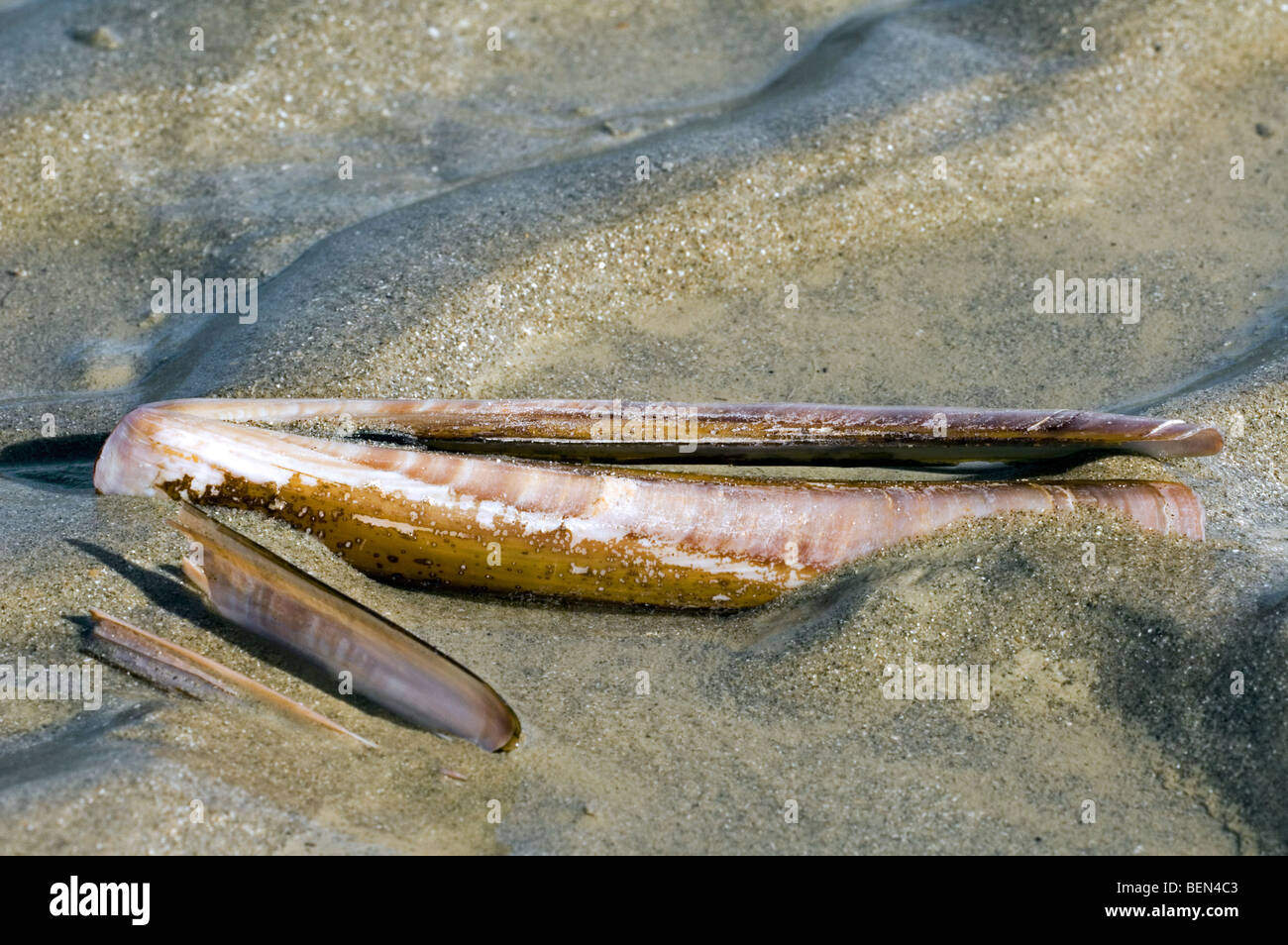 Atlantische Klappmesser / Bambus clam / American Klappmesser Clam / Razor clam (Ensis Directus) am Strand, Belgien Stockfoto