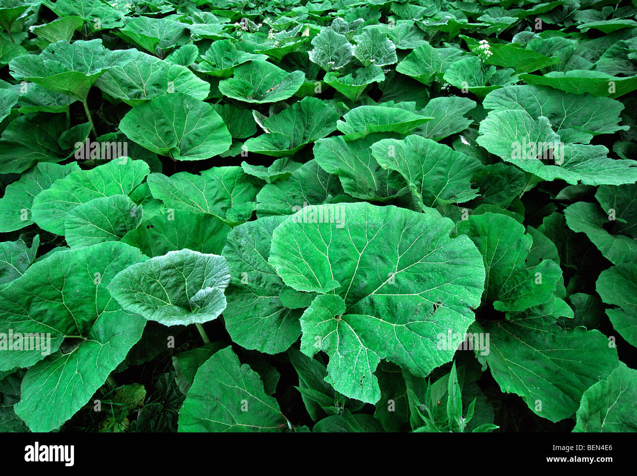 Pestwurz (Petasites Hybridus), Naturschutzgebiet Bourgoyen-Ossemeersen, Belgien Stockfoto