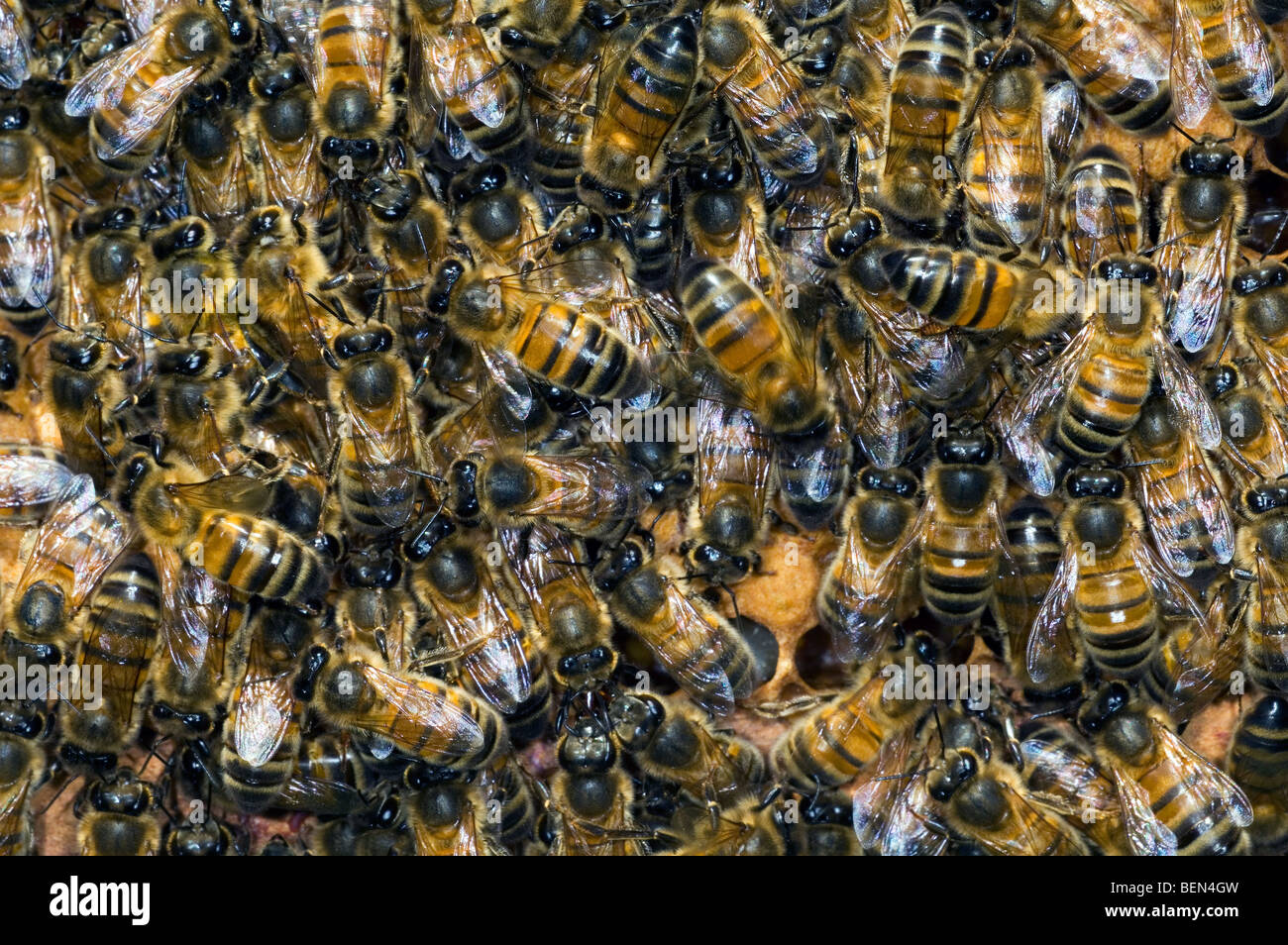 Honig Biene Arbeitnehmer (Apis Mellifera) auf Honig Kamm, Belgien Stockfoto