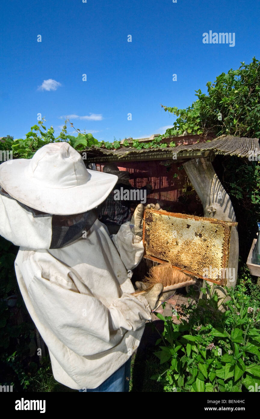 Imker in Schutzkleidung mit Wabe (Apis Mellifera) von Hive, Belgien Stockfoto
